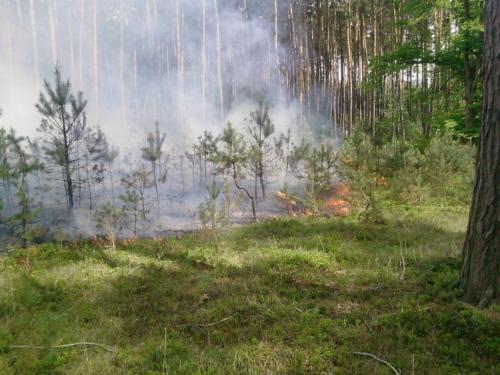 požár lesa HB
